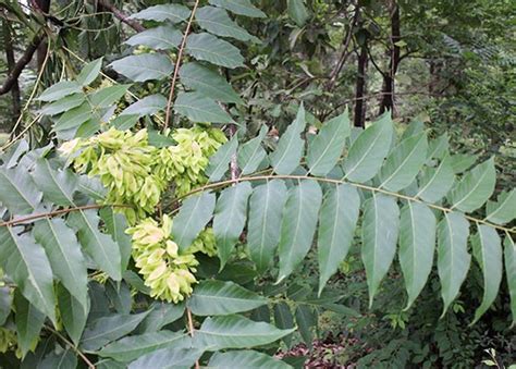 大椿樹|椿の実情 チャンチン、ニワウルシ｜東アジア植物 